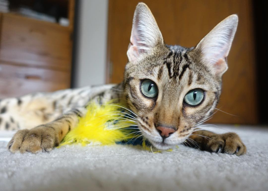 开云体育登入-中乙俱乐部组织公开试训提高选拔公平透明度,中乙俱乐部靠什么赚钱