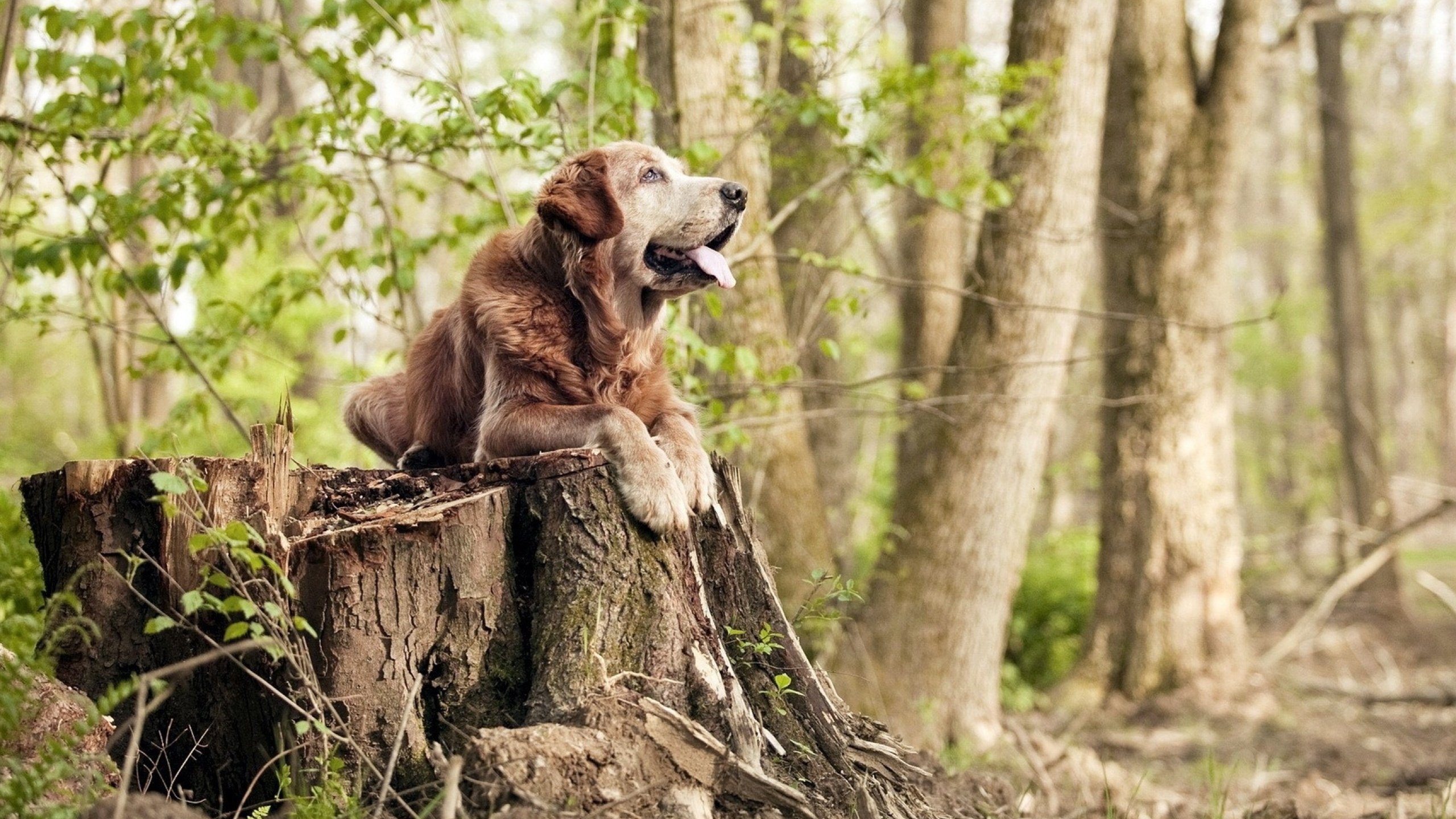 开云体育中国官方网站-克洛普战术革新,带领利物浦追求更高荣誉