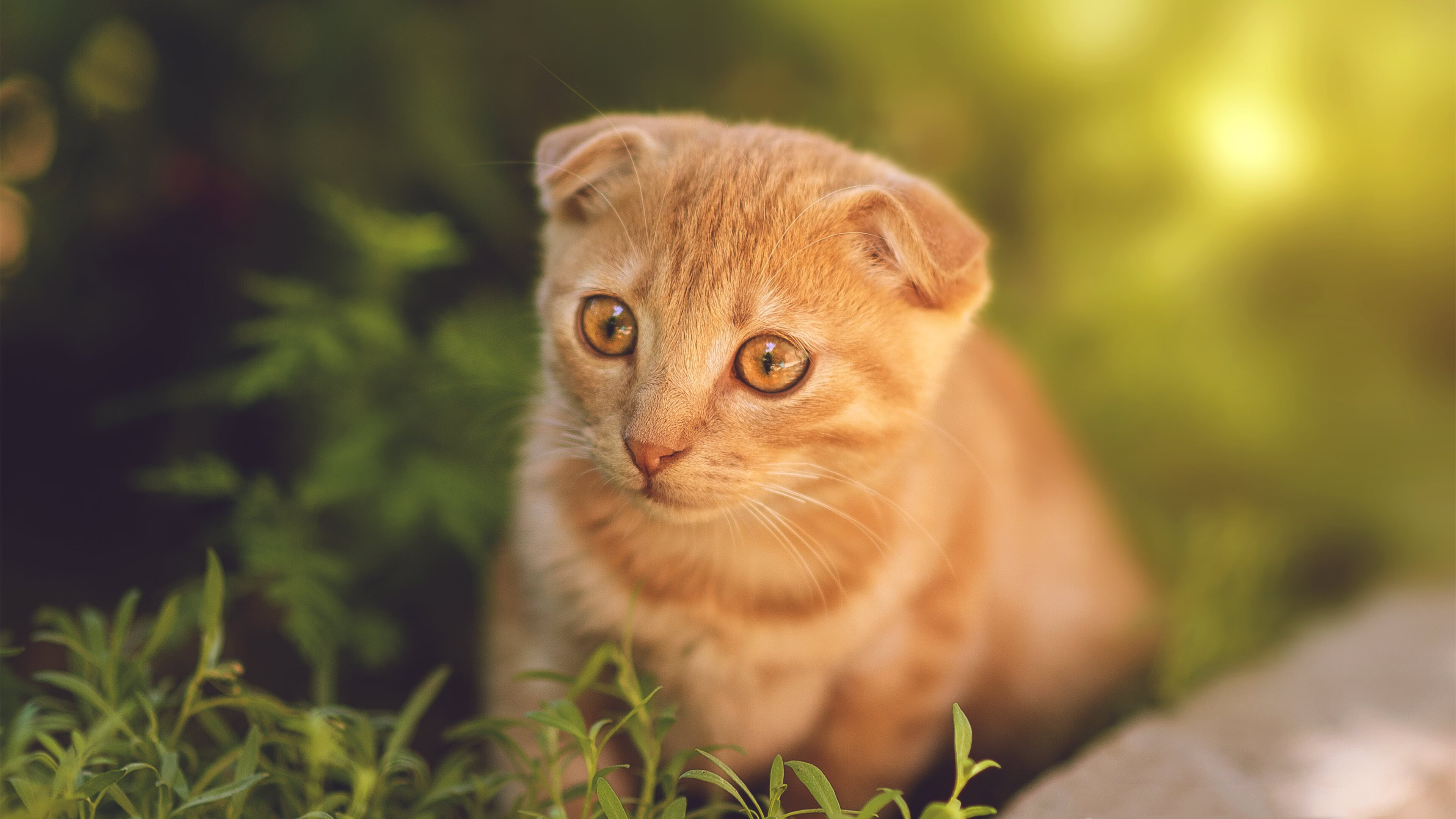 开云体育网页版-凯特·道格拉斯精准节奏助力夺冠,道格拉斯凯渊